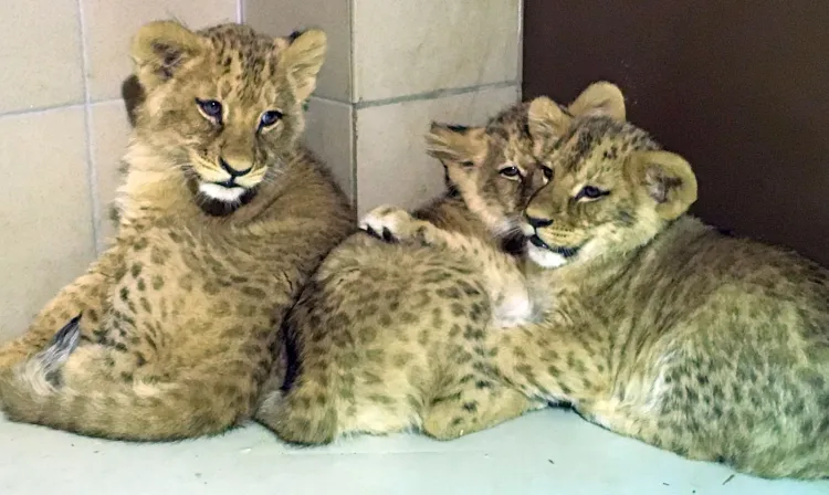 Najmłodsze lwiątka, które urodziły się w gdańskim zoo pod koniec roku, nie mają jeszcze imion. 