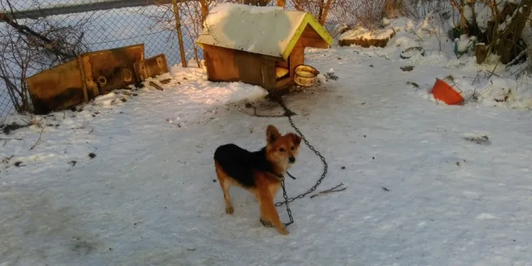 Przy posesji na Rudnikach od miesiąca bez jedzenia i pica przebywał samotnie pies, którego właściciel wyprowadził się do innego miasta. 