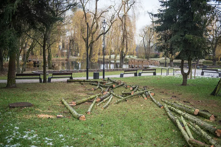 Pozwolenie na wycinanie drzew na terenach zabytkowych wydaje teraz konserwator, a nie prezydent miasta. Na zdjęciu park Oruński, listopad 2016 r. 