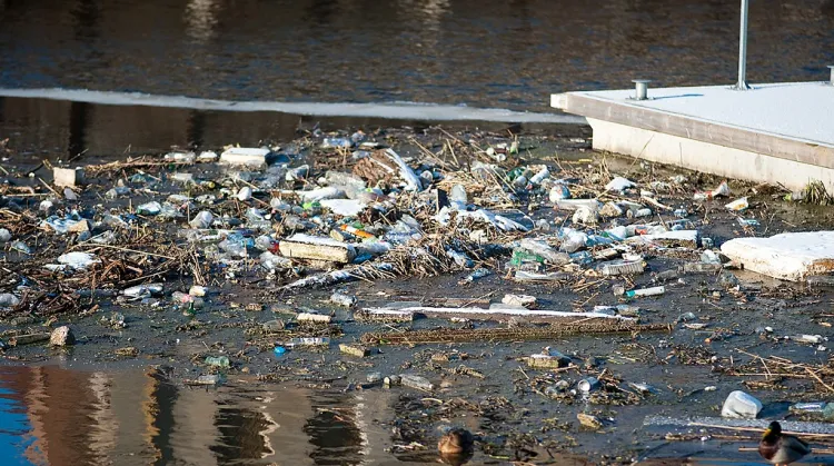 W kanale Motławy jest mnóstwo śmieci, które są wątpliwą atrakcją Gdańska.