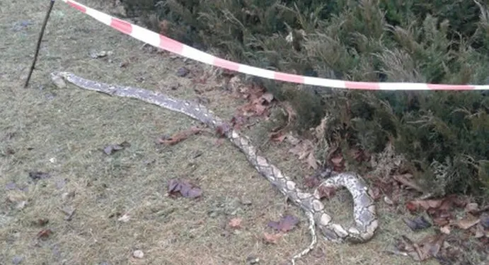 Martwy wąż został znaleziony w parku przy ul. Leszczyńskich w Gdańsku.