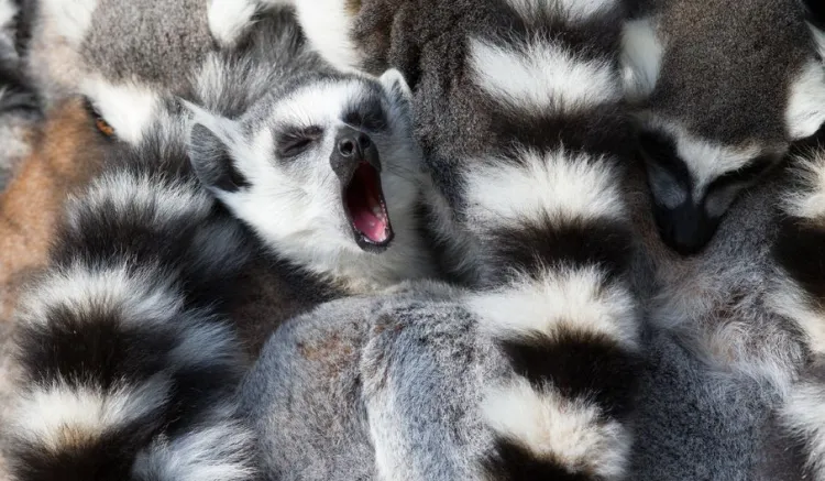Lemury katta zyskały popularność dzięki filmowej postaci króla Juliana. Ich cechą charakterystyczną jest umaszczenie ogona.