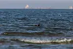 Uhlę garbonosą wypatrzyła na Zatoce Gdańskiej pani Ryszarda Sobolewska. Emerytka z Gdańska wolny czas spędza na spacerach, w czasie których fotografuje zwierzęta.