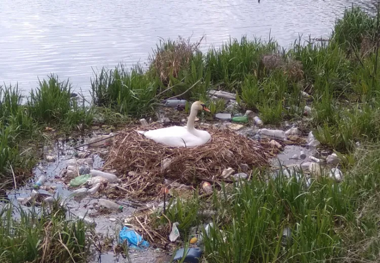 Łabędzica wysiadująca jaja w gnieździe, wokół którego zalegają śmieci. Tak od kilku dni wygląda opływ Motławy na Dolnym Mieście w Gdańsku. 