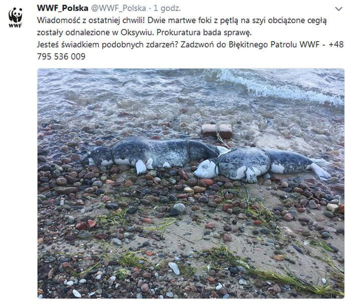 Martwe foki wyrzucone na brzeg.