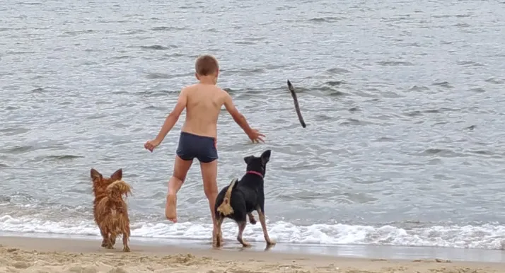 Zabawę z psem na plażach powinno się zakończyć kąpielą czworonoga, w czym mają pomóc prysznice.