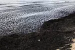 Hałdy glonów pojawiają się na plaży na wysokości parku Brzeźnieńskiego.