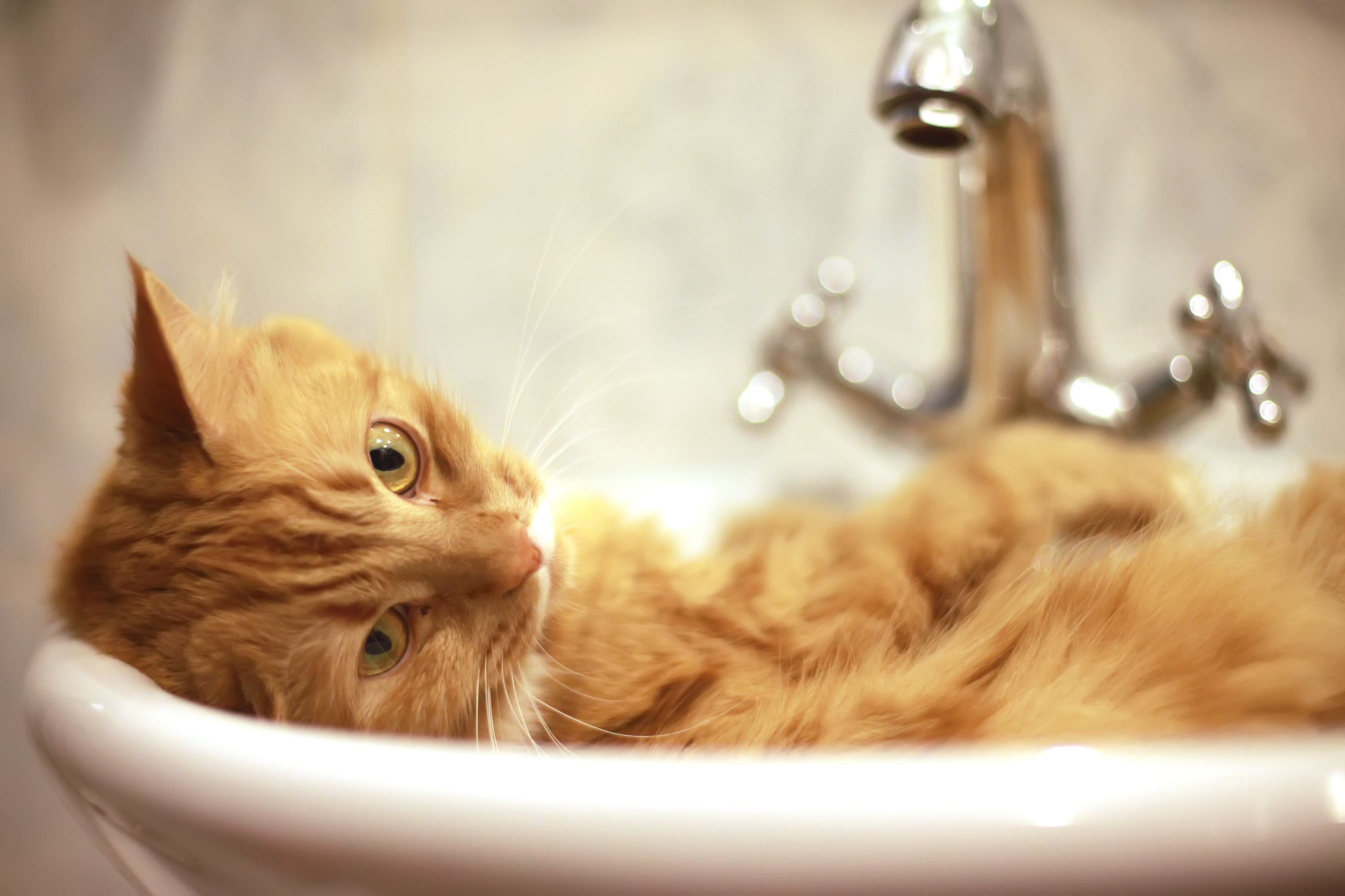 Котик в ванне. Кот в ванне. Рыжий кот в раковине. Котенок умывается. Кошка моется.