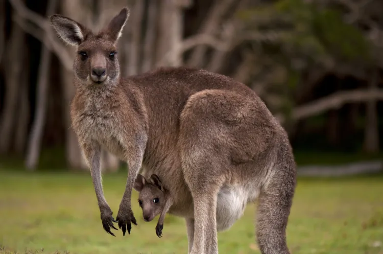 Sarny, dziki, jelenie i... kangury. Wszystkie z wymienionych zwierząt można niekiedy spotkać w okolicach Trójmiasta.