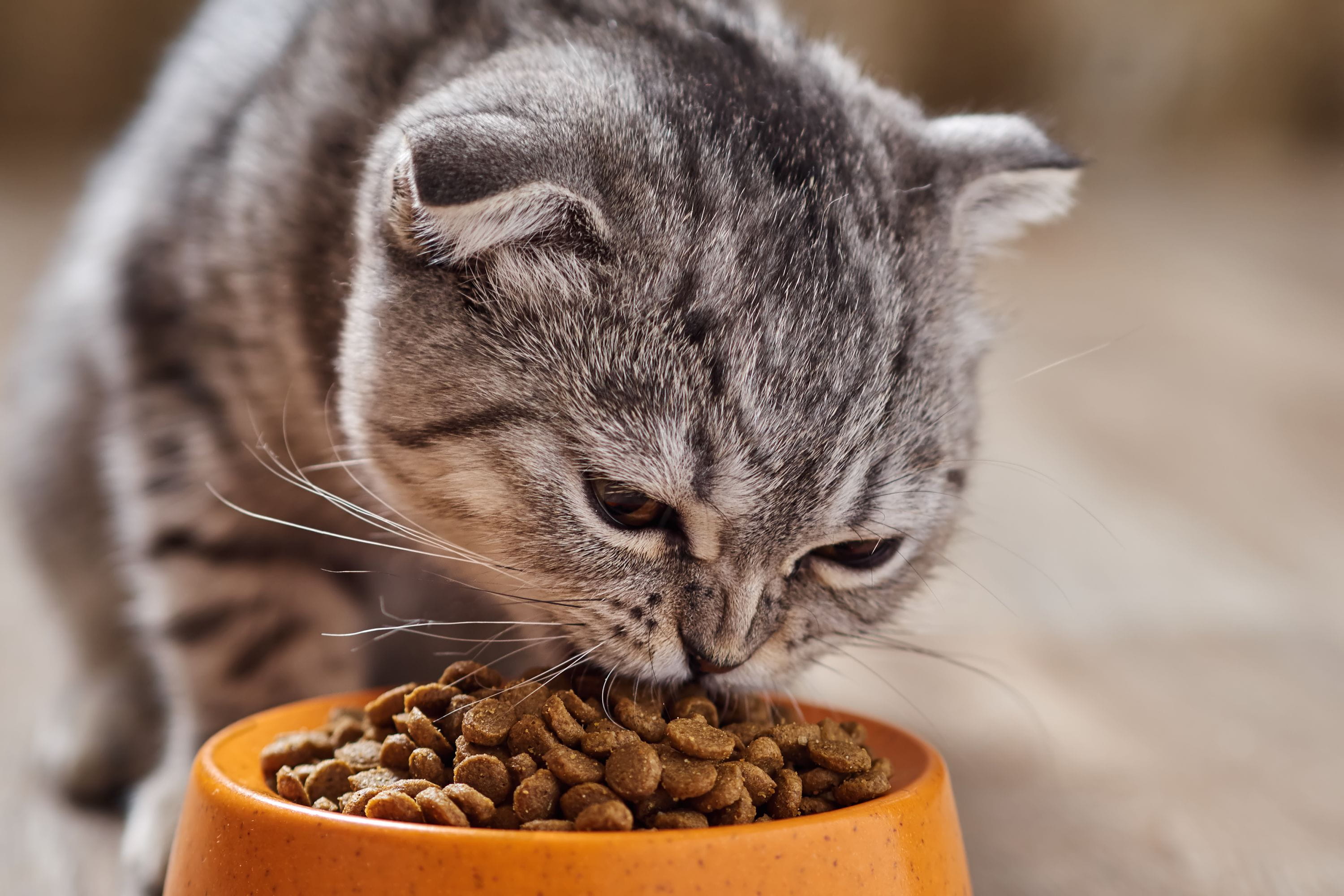 Почему кошка ест котят есть своих. Кошка кушает корм. Еда для кошек. Кошка ест сухой корм. Котесть корм.