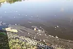 Śnięte ryby w zbiorniku Świętokrzyska I