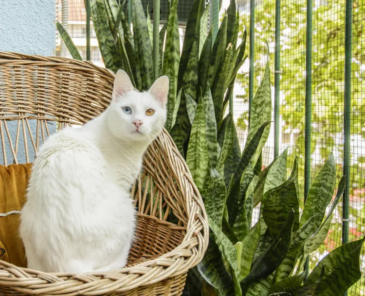 Koty uwielbiają przesiadywać godzinami na balkonie. Czy wiesz, co zrobić, aby zapewnić mu bezpieczeństwo?