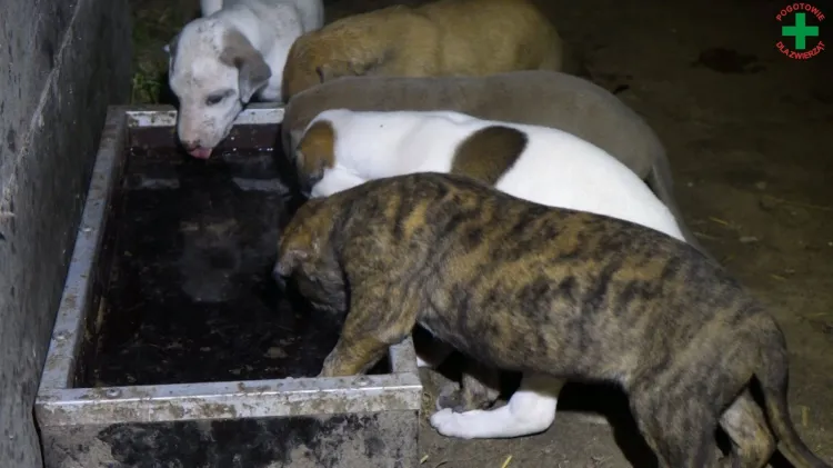 Psy były zamknięte w kurniku, bez dostępu do wody, zarobaczone i chude.