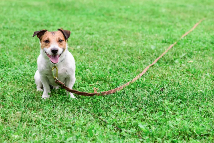 Dzięki odpowiedniej lince zapewnisz psu bezpieczeństwo i będziesz w stanie kontrolować jego zachowanie.