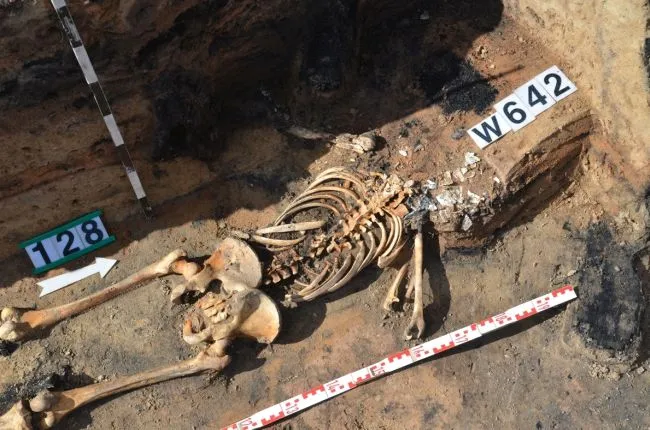 Szkielet człowieka, który zginął blisko 700 lat temu, znaleziony podczas prac archeologów (m.in. z UG) pod Barczewkiem na Warmii.