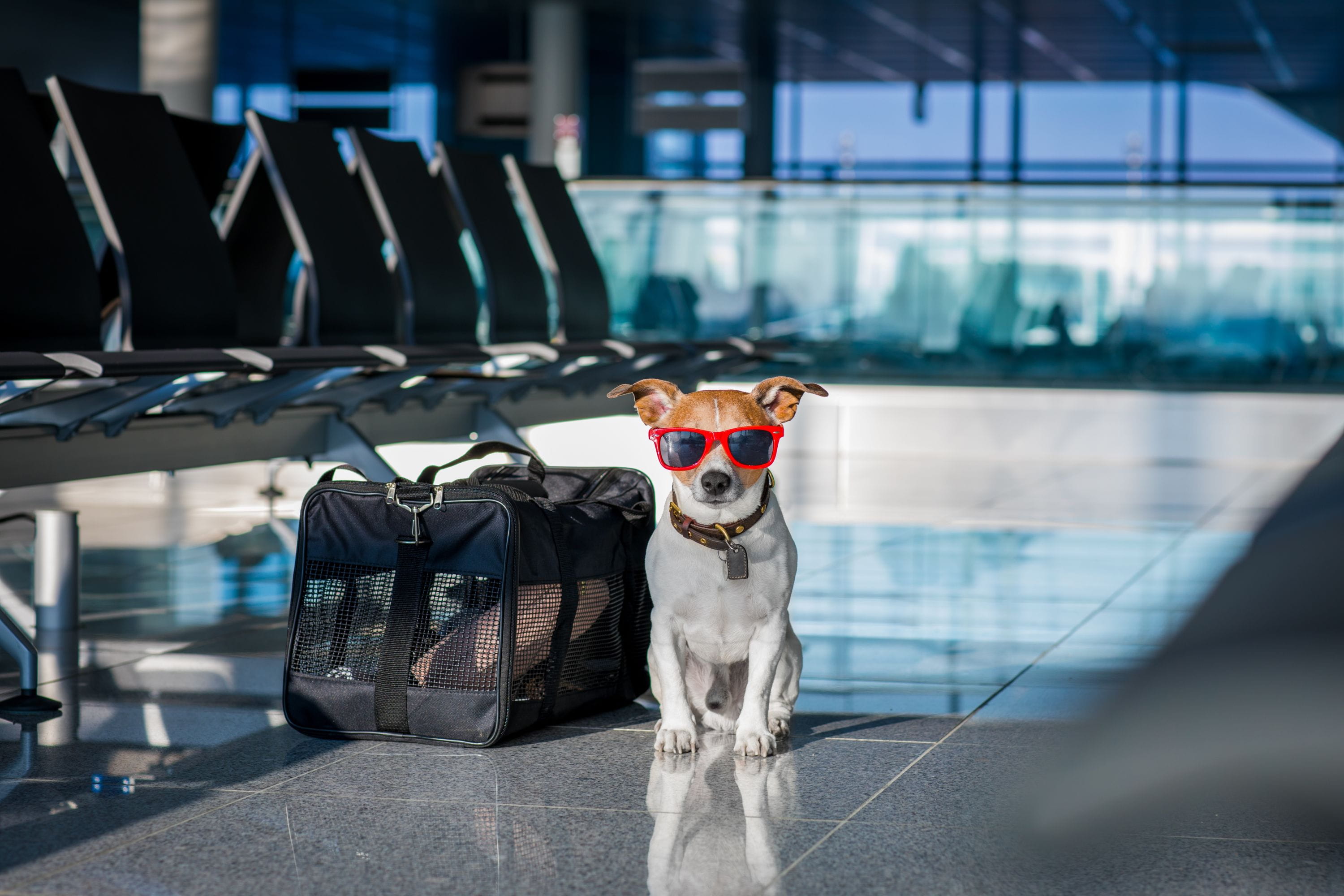 Выезд собаки за границу. Собака в аэропорту. Животные в аэропорту. Джек Рассел в аэропорту. Собака в самолете.