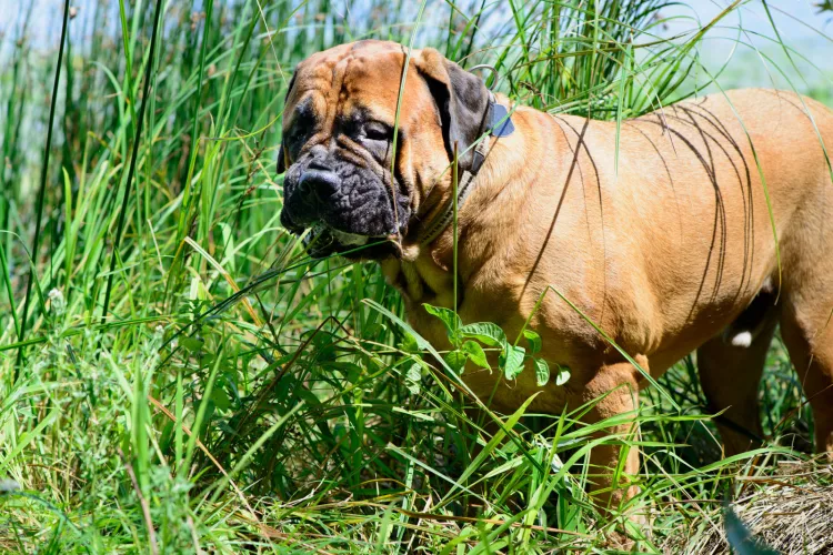 Istnieje kilka powodów, dla których psy jedzą trawę. Jednym z nich jest niedobór składników odżywczych w diecie.