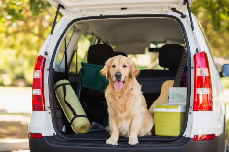 Pies powinien być przewożony samochodem w sposób bezpieczny zarówno dla niego, jak i właścicieli. 