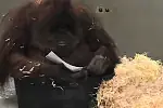 Orangutan Raja w gdańskim zoo.