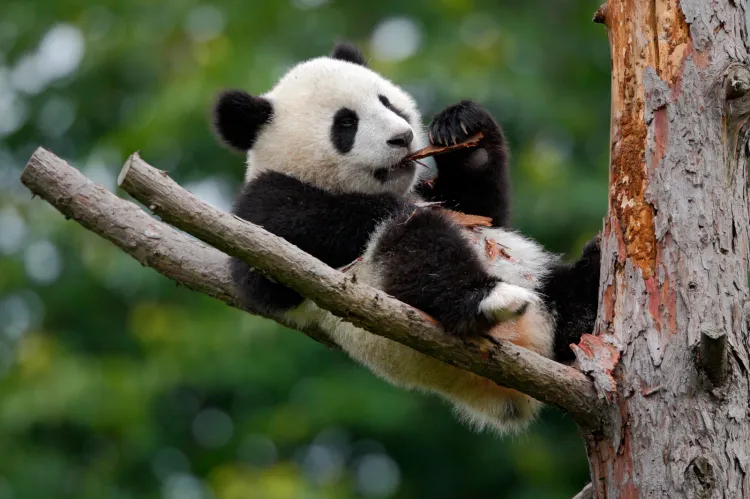 Zoo planuje sprowadzenie pandy z Chin.