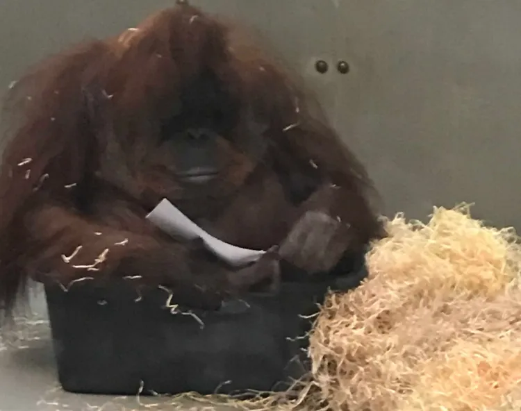 Orangutan Raja w gdańskim zoo.