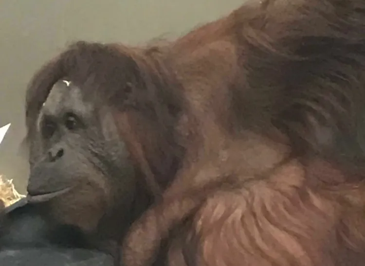 Orangutan Albert.