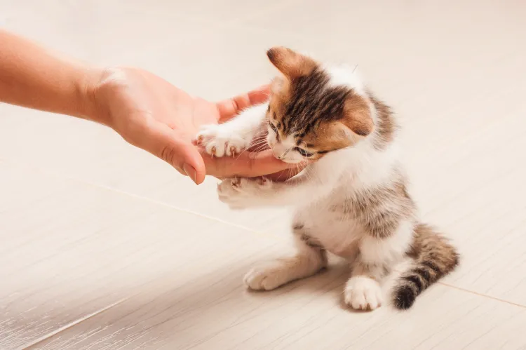Kociak podgryza rękę podczas zabawy? To może być słodkie, gdy jest mały i niebezpieczne, gdy podrośnie. Nie zachęcajmy malucha do takiej aktywności, odwracajmy jego uwagę od dłoni np. zabawkami.