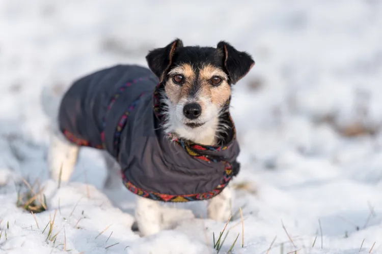 Niektóre psy potrzebują dodatkowej ochrony zimą.