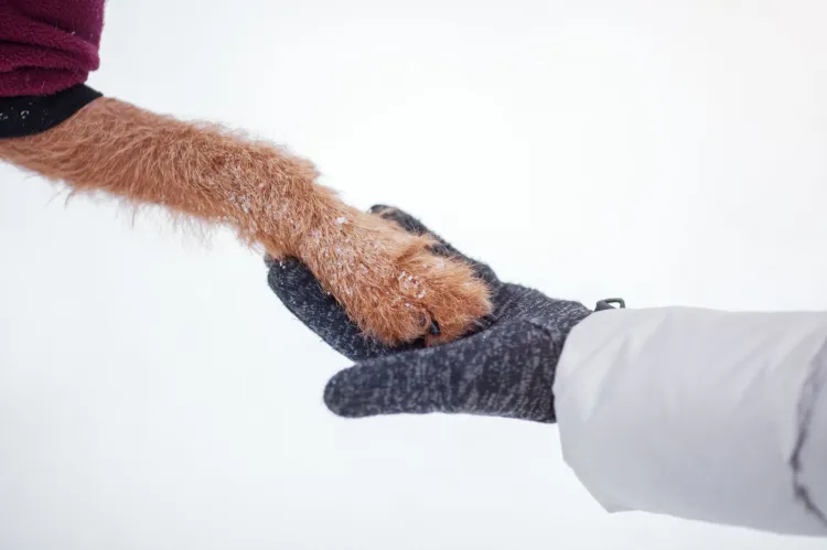 Podczas zimy psy wymagają dodatkowej pielęgnacji. Lód oraz sól mogą podrażnić ich łapki.
