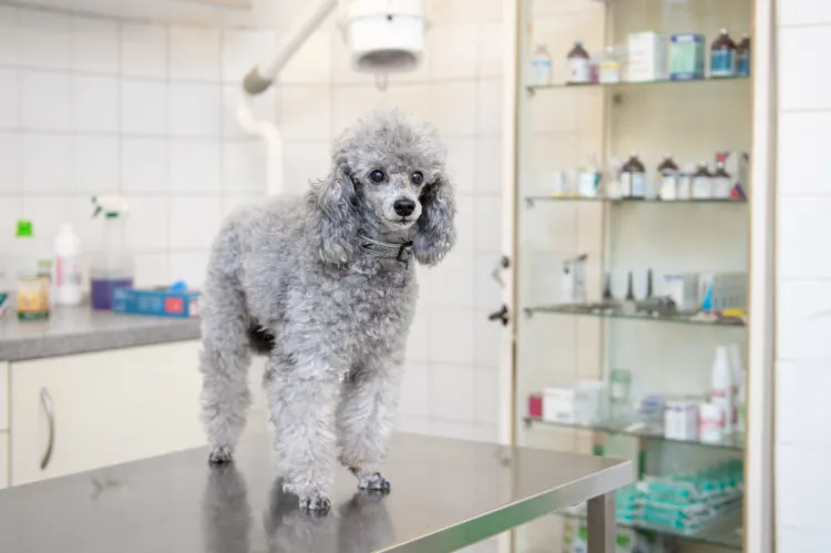 Coroczne szczepienie psa przeciwko wściekliźnie jest obowiązkiem każdego opiekuna zwierzęcia. 