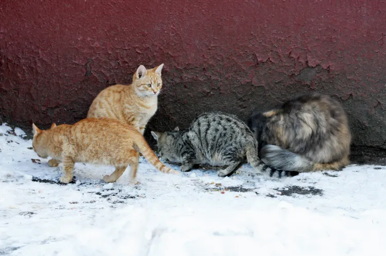 Zima to ciężki czas dla bezdomnych zwierząt.