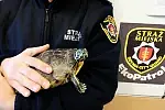 Strażnicy Miejscy tymczasowo zaopiekowali się porzuconym żółwiem. Poszukiwany jest nowy dom dla gada.