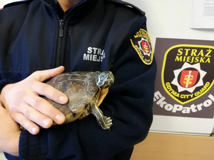 Strażnicy Miejscy tymczasowo zaopiekowali się porzuconym żółwiem. Poszukiwany jest nowy dom dla gada.