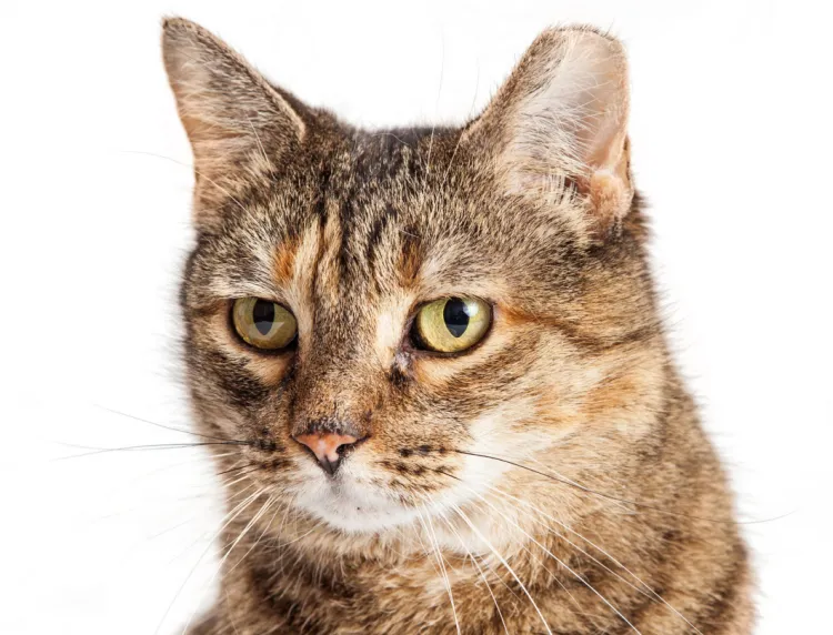 Ścięty czubek lewego lub prawego ucha oznacza, że kot przebył zabieg sterylizacji lub kastracji i absolutnie nie ma konieczności ponownego go odławiania.