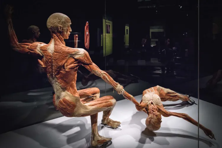 Wystawa Body Worlds to ponad 160 eksponatów prezentujących zmiany zachodzące w ludzkim ciele.