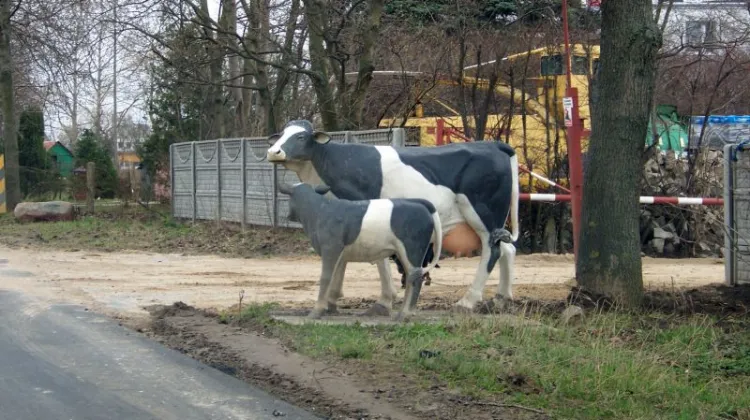 Atrapa krowy, która stoi przy głównej drodze w miejscowości Bogatka.