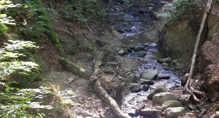 Potok Wiczliński może stać się atrakcją przyrodniczą, jak wiele innych w Trójmiejskim Parku Krajobrazowym.