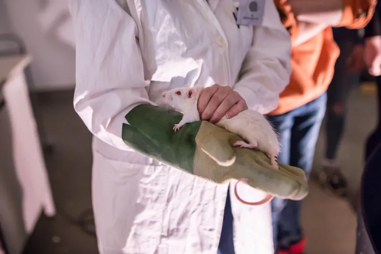 Szczur laboratoryjny często wykorzystywany jest w nauce.
