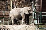 Słoń afrykański - gdańskie zoo powoli budzi się do życia.
