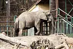 Słoń afrykański - gdańskie zoo powoli budzi się do życia.