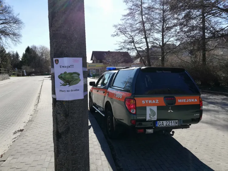 Akcja Straży Miejskiej w Gdyni ma na celu zwrócenie uwagi na płazy przechodzące przez jezdnię.
