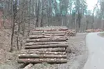 Wycinka drzew i jej konsekwencje w Dolinie Radości w Gdańsku