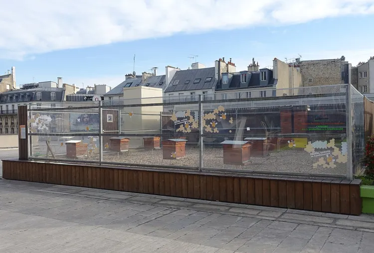 Ule na dachach domów to powszechny widok w wielu europejskich miastach. Na zdjęciu ule na dachu kamienicy w Paryżu.