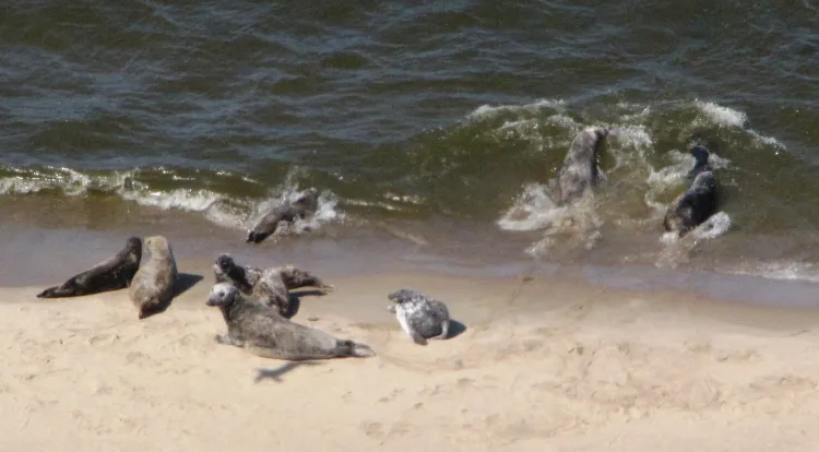 W poniedziałek załoga śmigłowca Straży Granicznej zaobserwowała foki wygrzewające się na plaży.