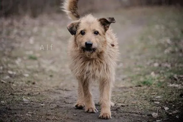 Alf to około 15-letni starszy psiak, który szuka kogoś, kto zaopiekuje się nim na jesień życia.