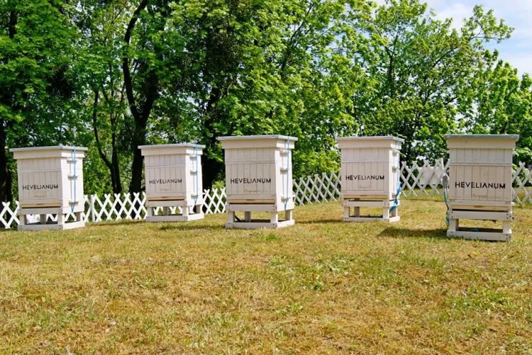Łącznie w ulach na skarpie przy Hevelianum zamieszkało pięć pszczelich rodzin. 