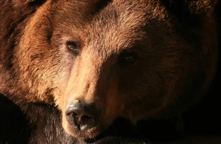 Niedźwiedzica Cytra miała 43 lata i zaliczała się do najstarszych zwierząt w gdańskim zoo. 