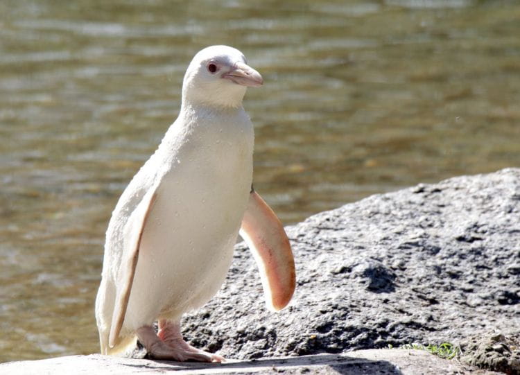 Kokosanka to imię wybrane przez internautów dla pingwina albinosa z gdańskiego zoo. 