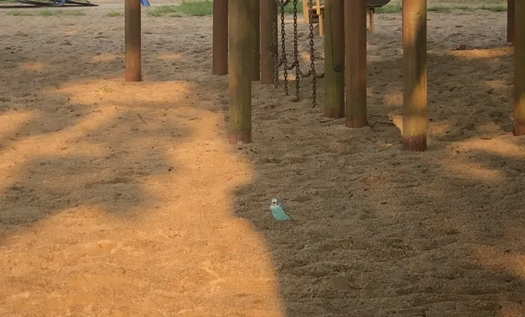 Zagubiona papuga w gdańskim parku
