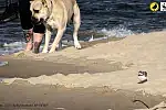 Sieweczki gniazdują na plaży wśród ludzi i psów, choć stwarza to dla nich zagrożenie. 